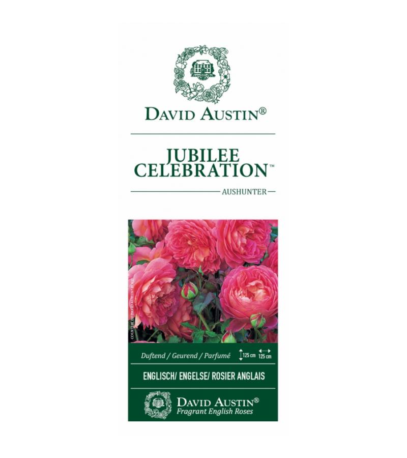 Engelse klimroos (rosa "Jubilee Celebration"®)