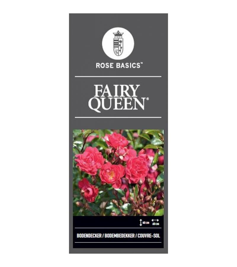 Trosroos op stam (rosa "Fairy Queen"®)