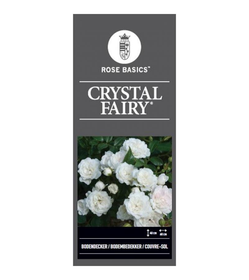 Trosroos op stam (rosa "Crystal Fairy"®)