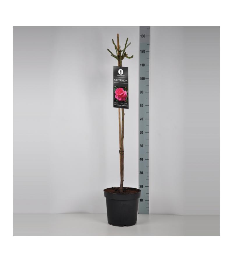 Grootbloemige roos op stam 90 cm (rosa "Criterion")