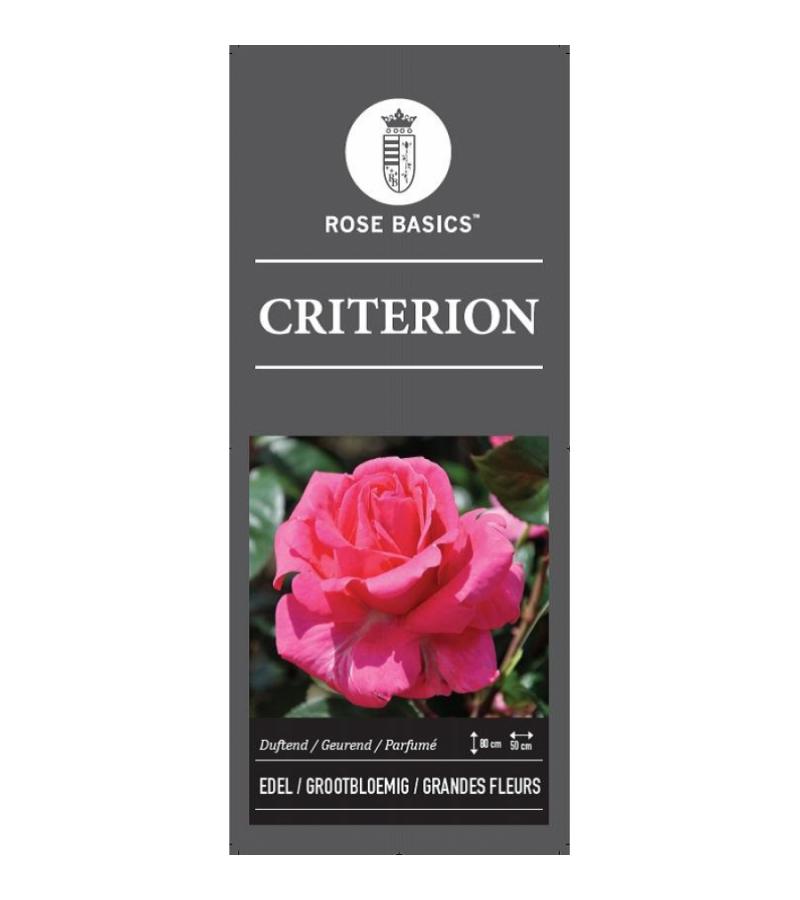 Grootbloemige roos op stam 90 cm (rosa "Criterion")