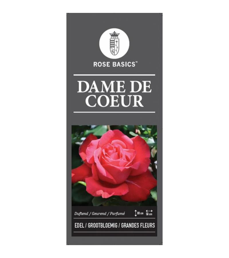 Grootbloemige roos op stam 90 cm (rosa "Dame de Coeur") 