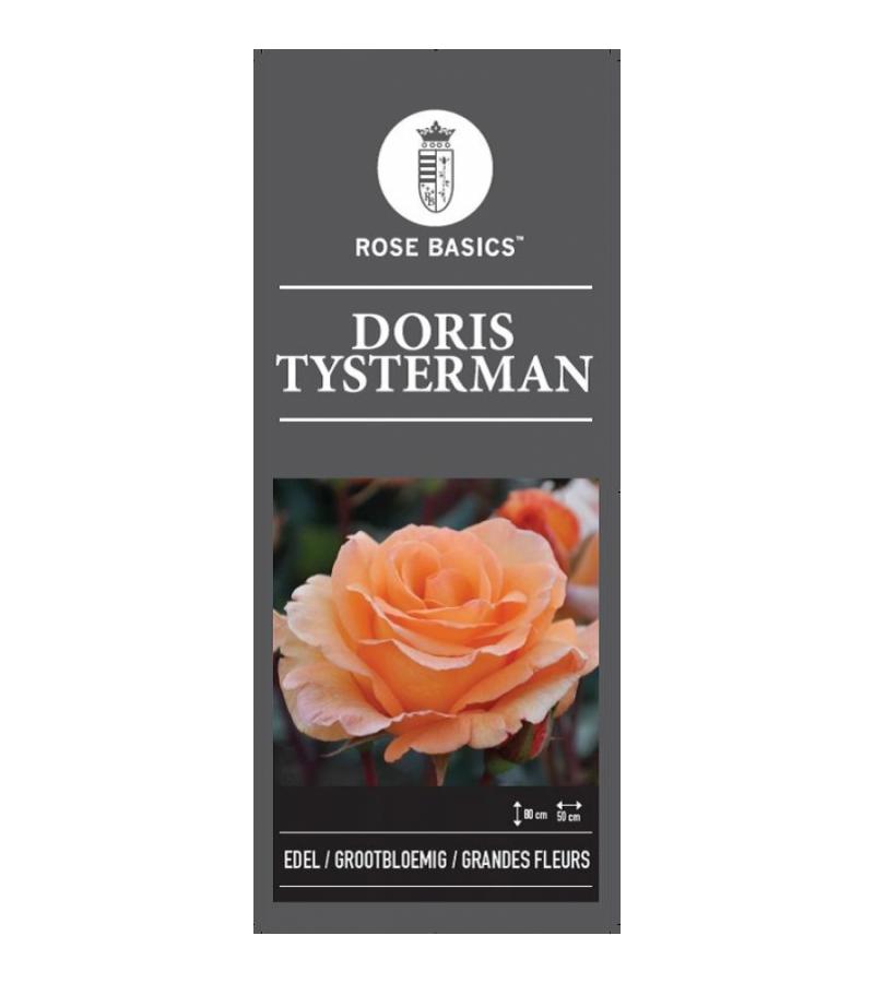 Grootbloemige roos op stam 90 cm (rosa "Doris Tijsterman")  