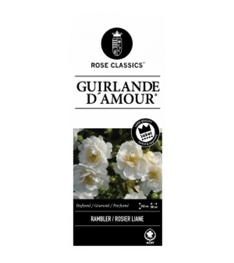 Treurroos op stam (rosa "Guirlande d'Amour"®)