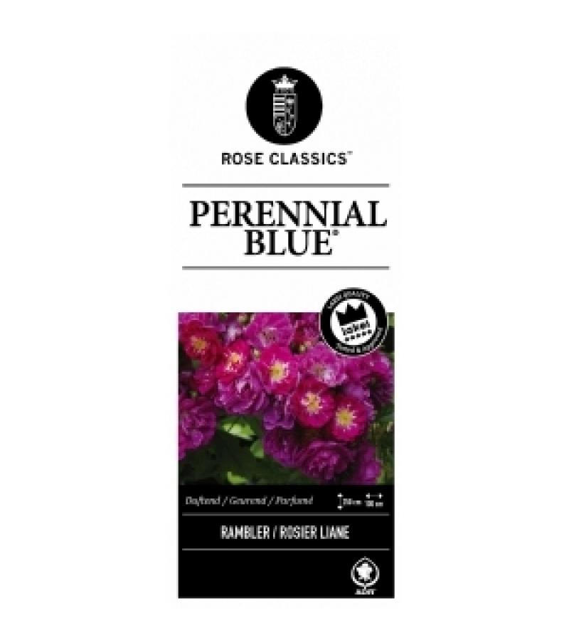 Treurroos op stam (rosa "Perennial Blue"®) 