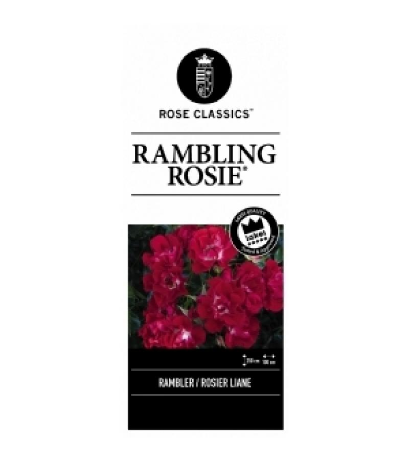 Treurroos op stam (rosa "Rambling Rosie"®)