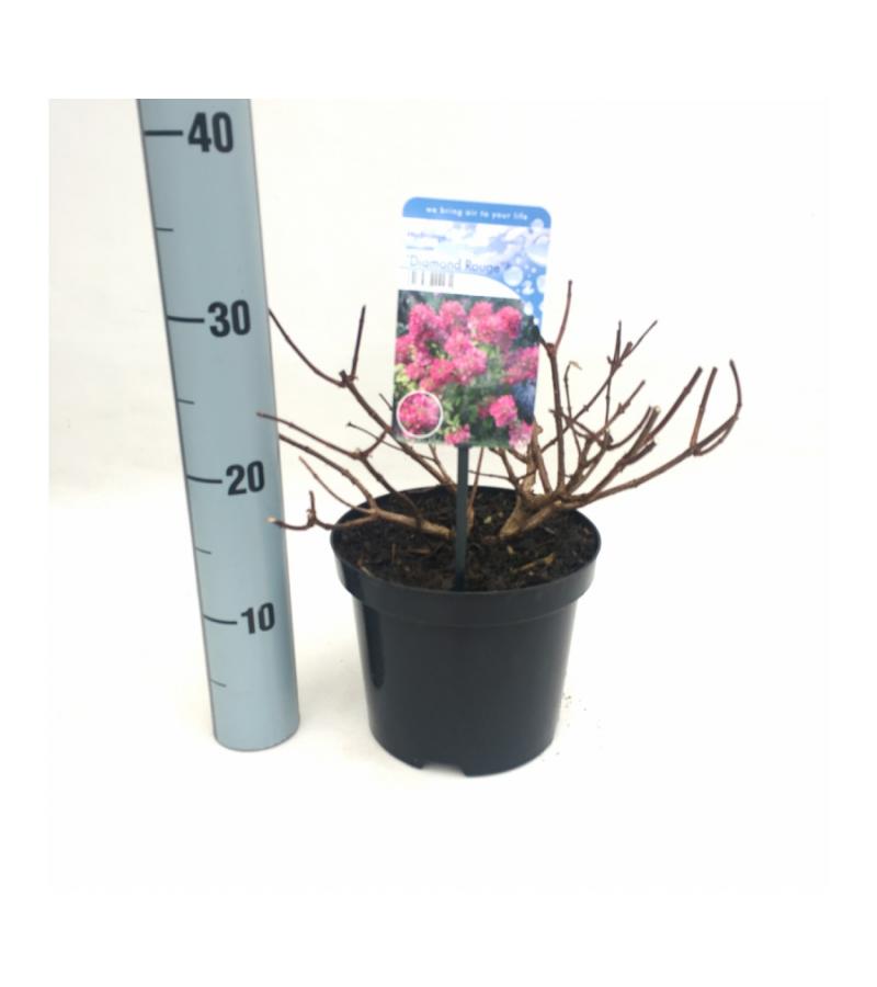 Hydrangea Paniculata "Diamond Rouge"® pluimhortensia