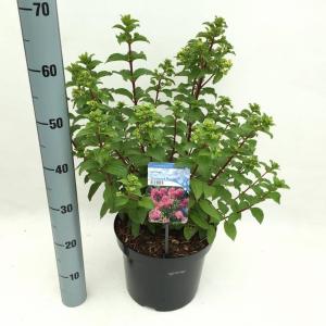 Hydrangea Paniculata Diamond Rouge® pluimhortensia 40-50 cm 1 stuks