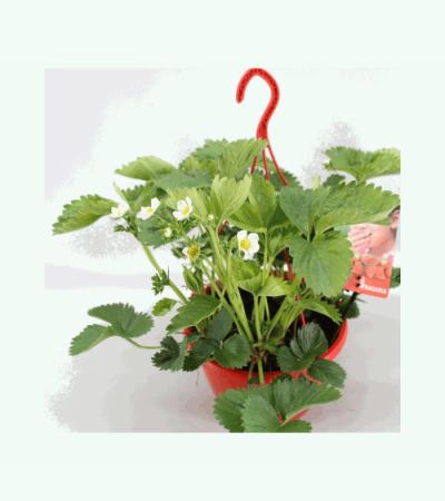 Aardbei (fragaria x ananassa "Tenira") fruitplanten