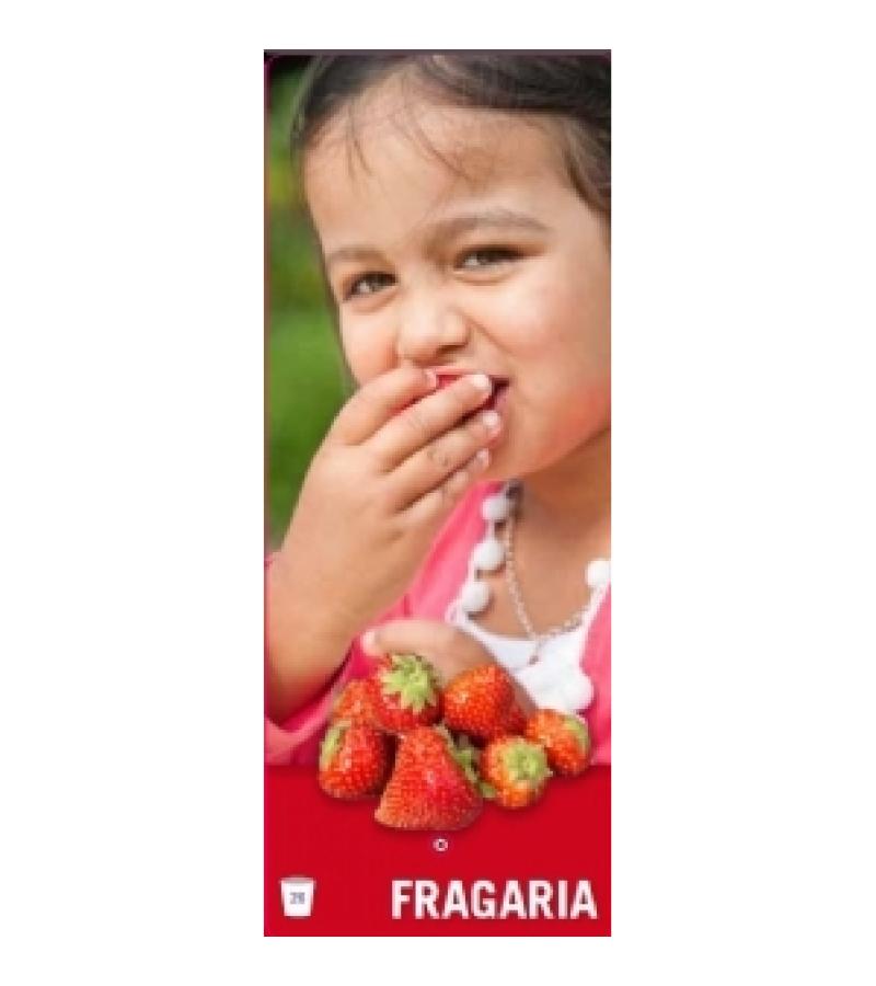 Aardbei (fragaria x ananassa "Tenira") fruitplanten