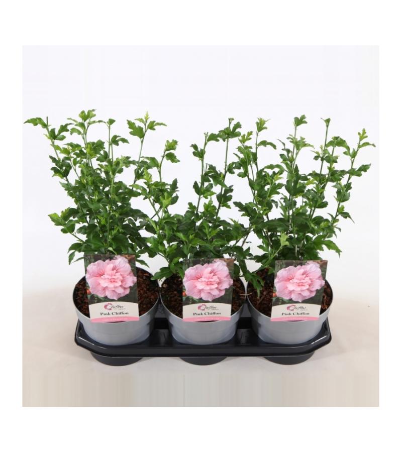 Hibiscus syriacus Pink Chiffon