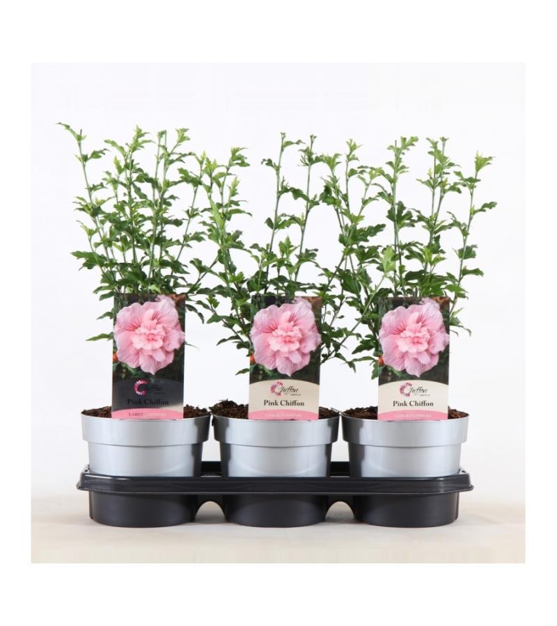 Hibiscus syriacus Pink Chiffon