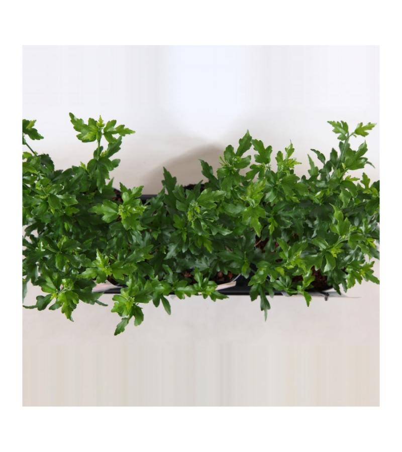 Hibiscus syriacus Pink Chiffon