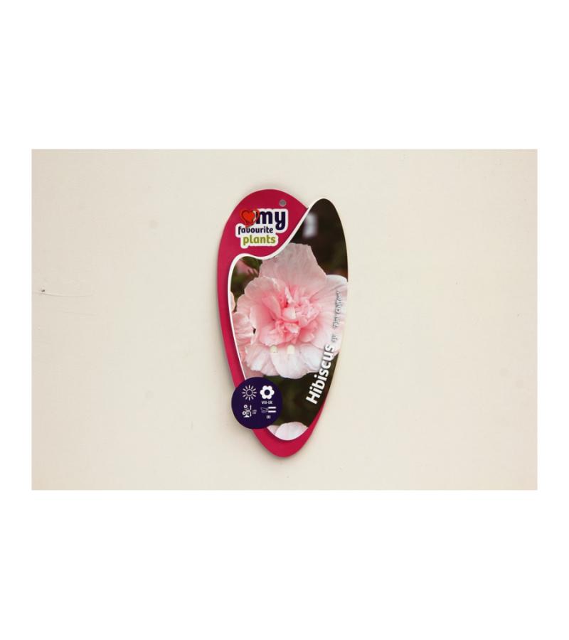 Hibiscus syriacus Pink Chiffon
