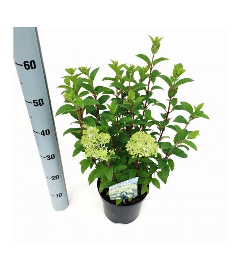 Hydrangea Paniculata "Bobo"® pluimhortensia