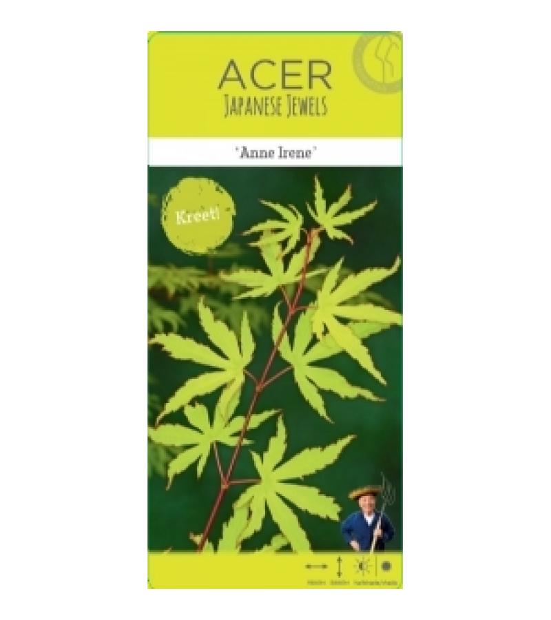 Japanse esdoorn (Acer Palmatum "Anne Irene")