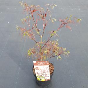 Japanse esdoorn (Acer Palmatum Atrolineare) 3 stuks