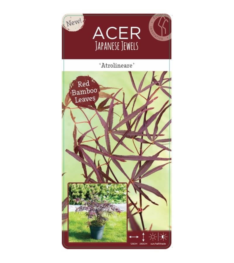 Japanse esdoorn (Acer Palmatum "Atrolineare")