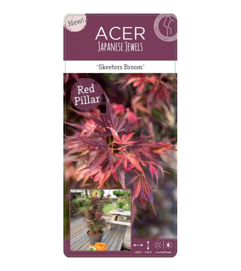 Japanse esdoorn (Acer palmatum "Skeeter's Broom") heester