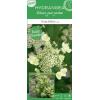 Hydrangea Paniculata "Prim White"® pluimhortensia