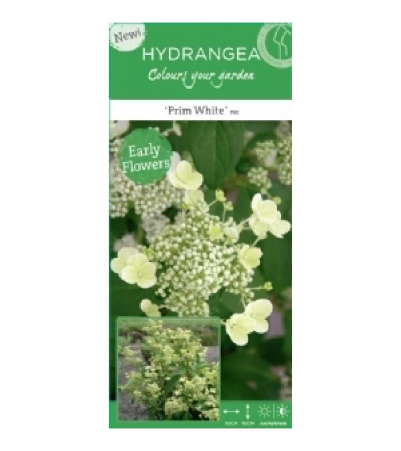 Hydrangea Paniculata "Prim White"® pluimhortensia