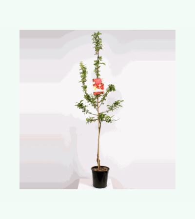 Sierappel (Malus "Red Sentinel")