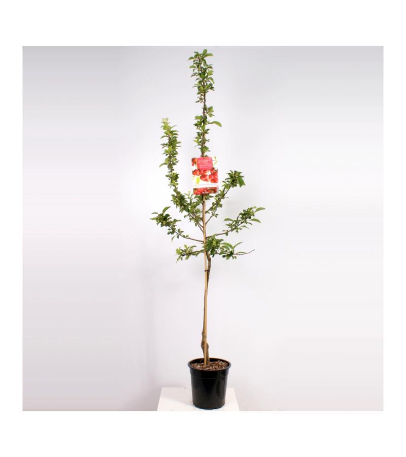 Sierappel (Malus "Red Sentinel")