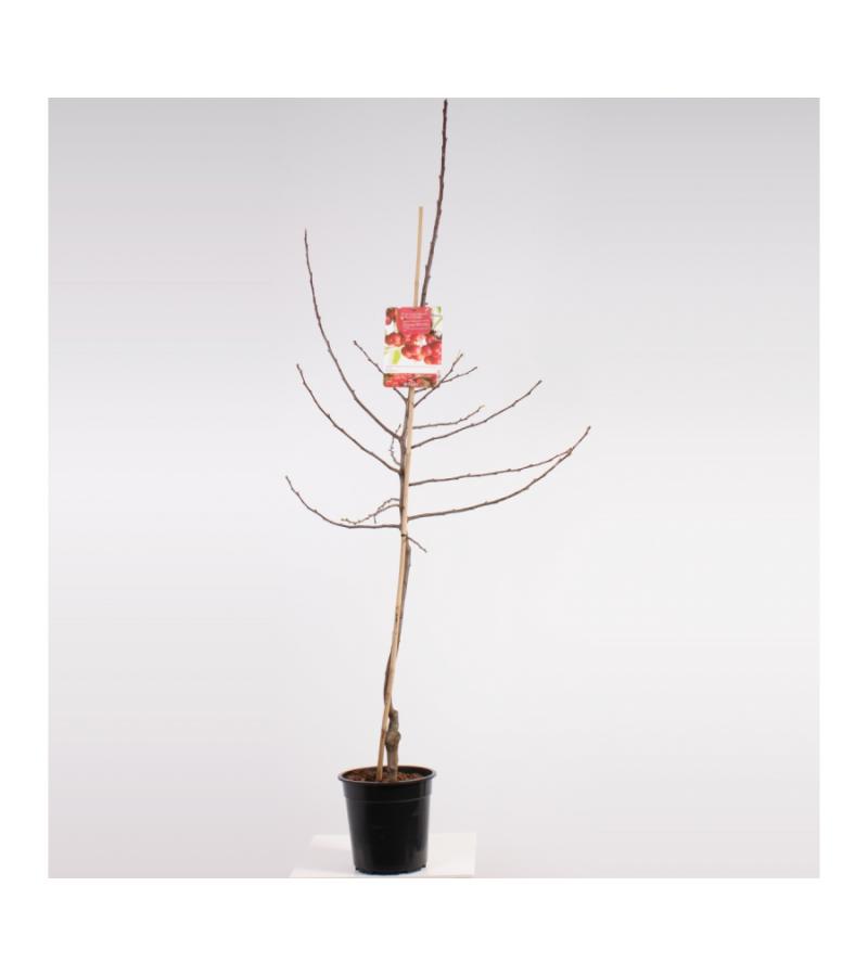 Sierappel (Malus "Red Sentinel")