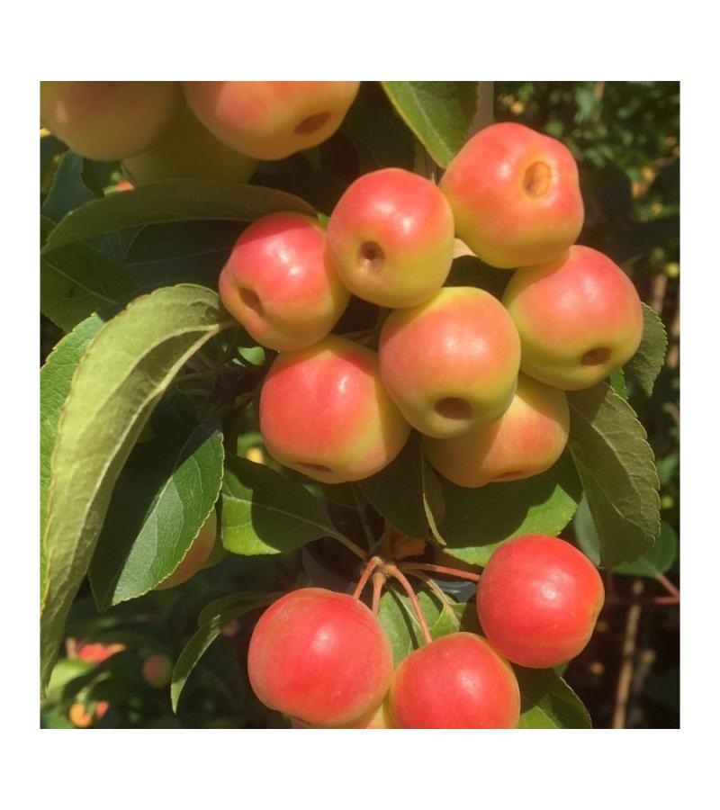 Sierappel (Malus "Red Sentinel")