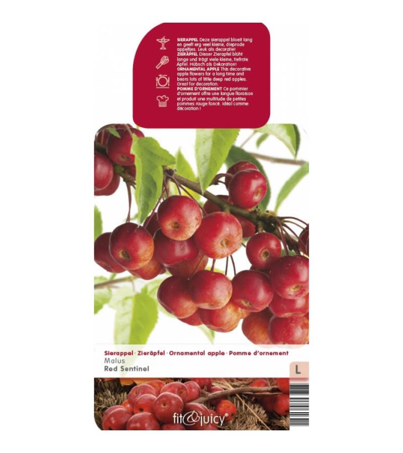 Sierappel (Malus "Red Sentinel")