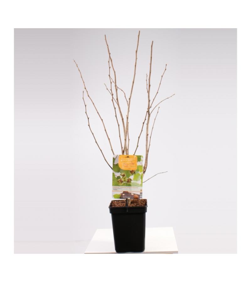 Hazelaar (corylus avellana &ldquo;Cosford&rdquo;) notenboom