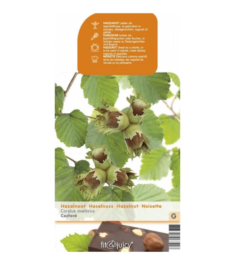 Hazelaar (corylus avellana &ldquo;Cosford&rdquo;) notenboom