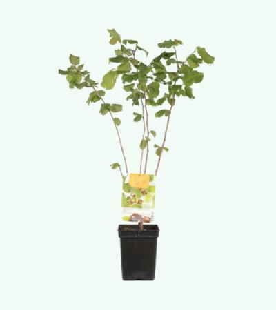 Hazelaar (corylus avellana &ldquo;Cosford&rdquo;) notenboom