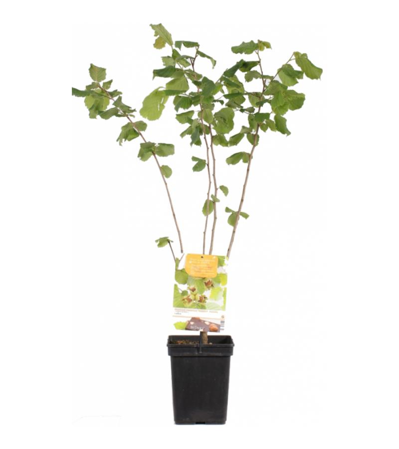 Hazelaar (corylus avellana &ldquo;Cosford&rdquo;) notenboom