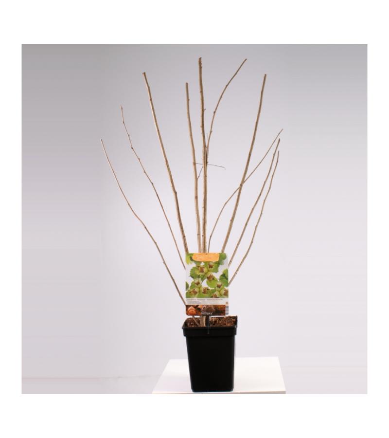 Hazelaar (corylus avellana "Halle'sche Riesen") notenboom