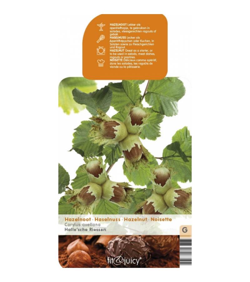 Hazelaar (corylus avellana "Halle'sche Riesen") notenboom