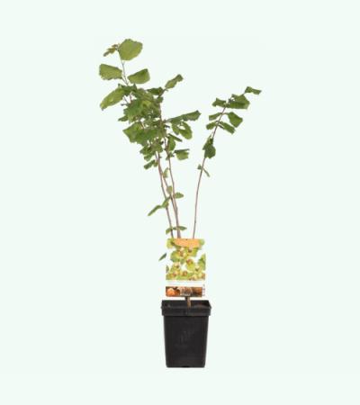 Hazelaar (corylus avellana "Halle'sche Riesen") notenboom