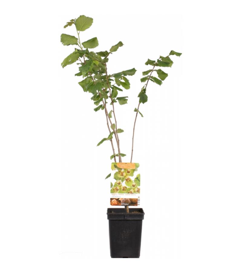 Hazelaar (corylus avellana "Halle'sche Riesen") notenboom