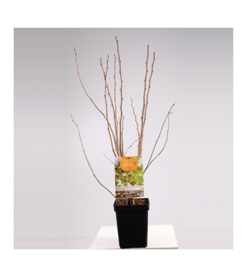 Hazelaar (corylus avellana &ldquo;Webb's Prize Cob&rdquo;) notenboom