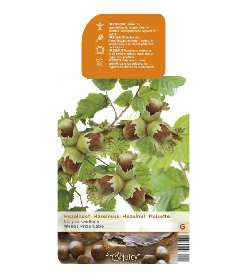 Hazelaar (corylus avellana &ldquo;Webb's Prize Cob&rdquo;) notenboom