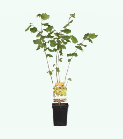 Hazelaar (corylus avellana &ldquo;Webb's Prize Cob&rdquo;) notenboom