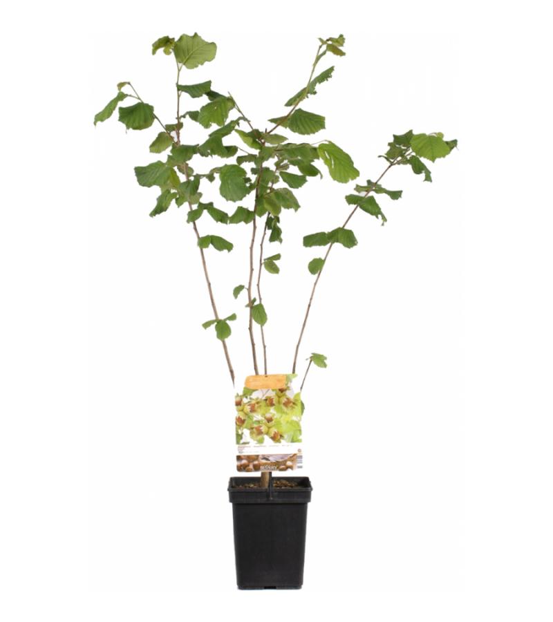 Hazelaar (corylus avellana &ldquo;Webb's Prize Cob&rdquo;) notenboom