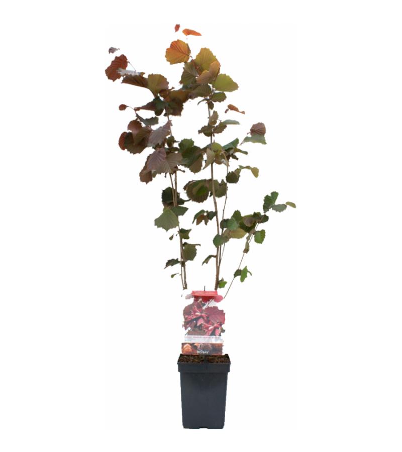 Hazelaar (corylus avellana "Rode Zeller") notenboom