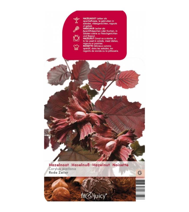 Hazelaar (corylus avellana "Rode Zeller") notenboom