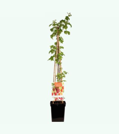 Framboos mix 2 fruitplanten