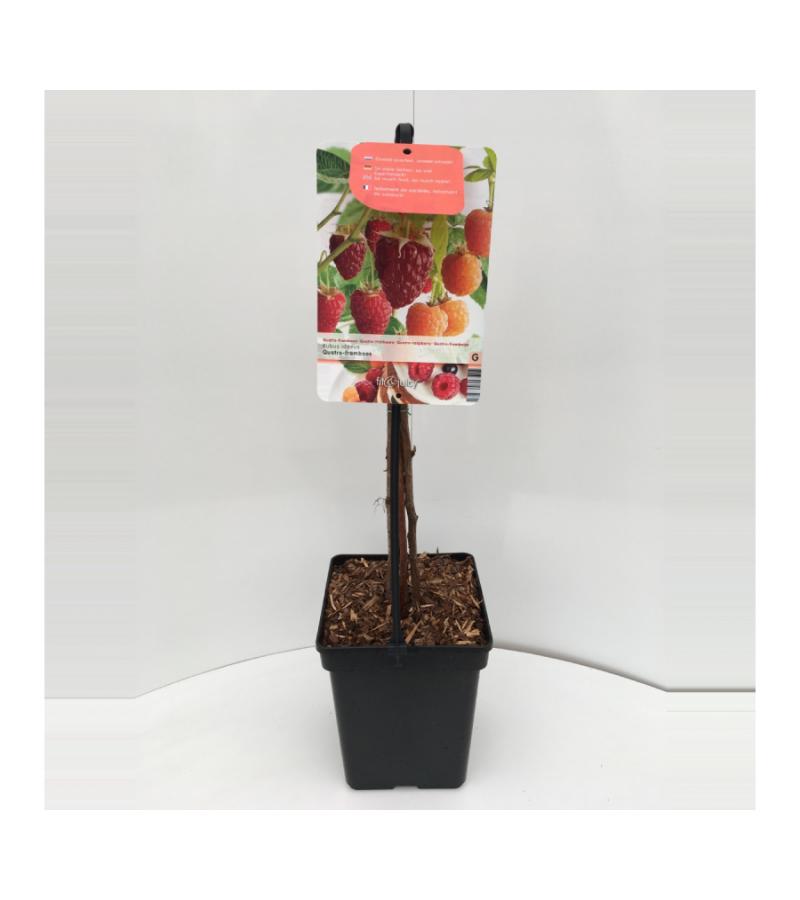 Framboos mix 2 fruitplanten