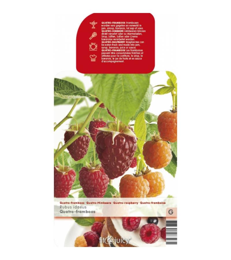 Framboos mix 2 fruitplanten