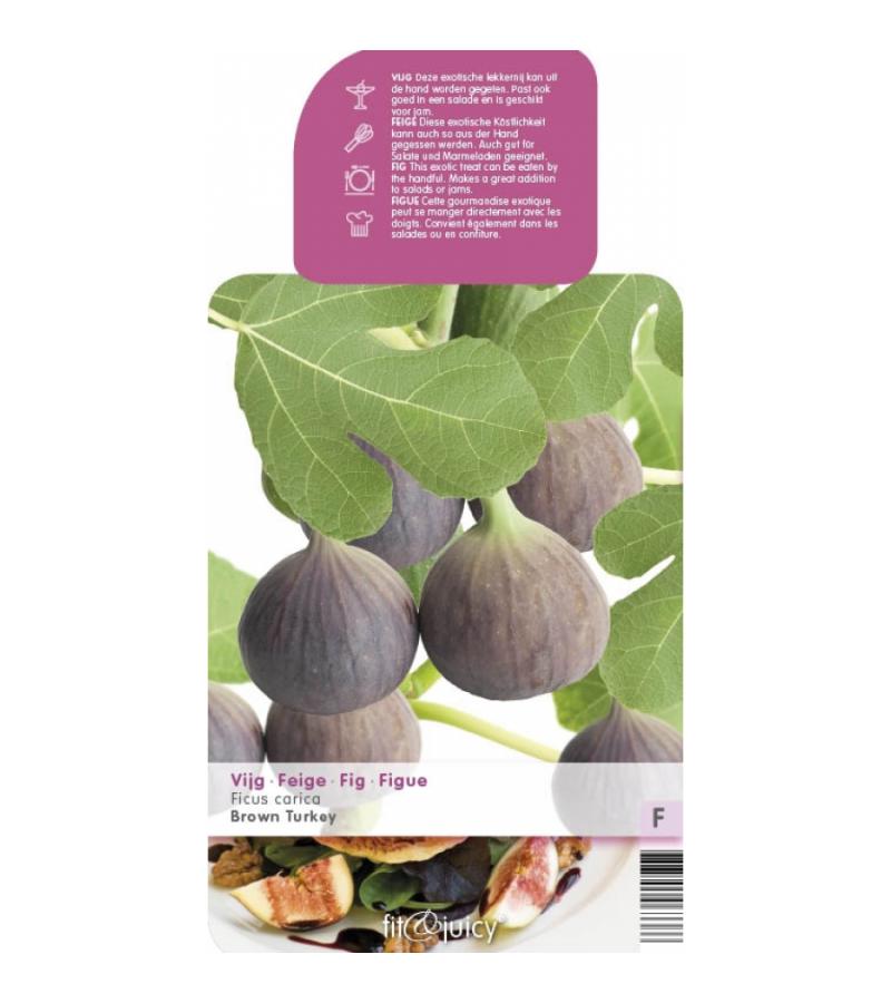 Vijg (ficus carica "Brown Turkey") fruitbomen