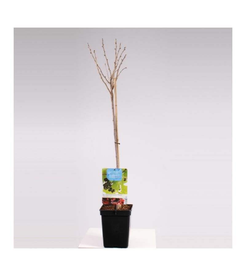 Zwarte bes op stam (ribes nigrum) fruitbomen