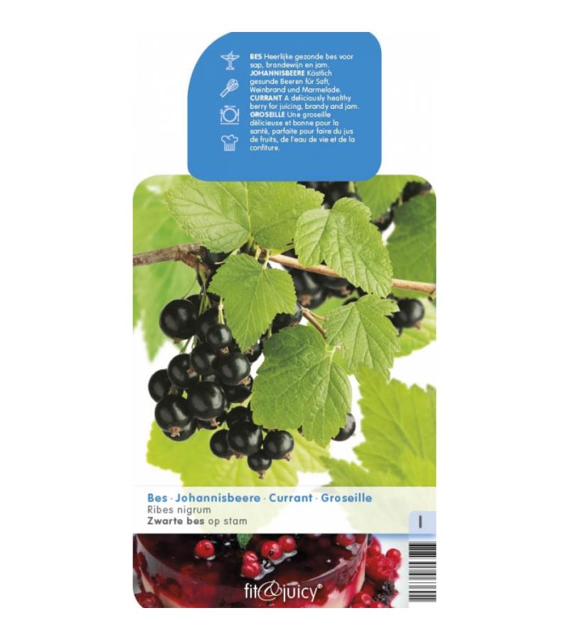 Zwarte bes op stam (ribes nigrum) fruitbomen